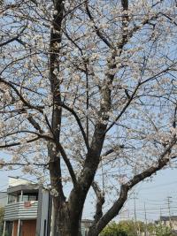 7-3  地域再発見ウオーク４