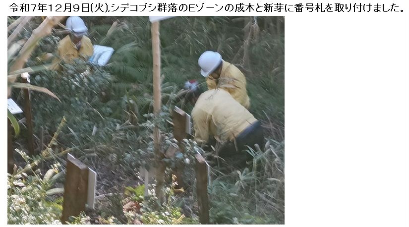 R07_1201-0914_シデコブシ