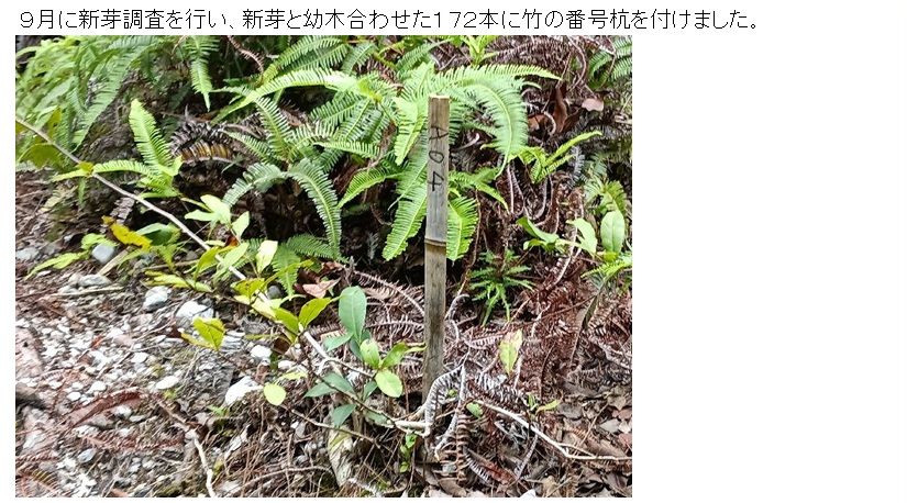 R07_1202-0914_シデコブシ_04