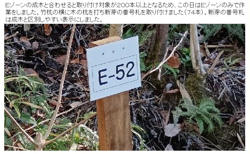 R07_1203-1209_シデコブシ_04