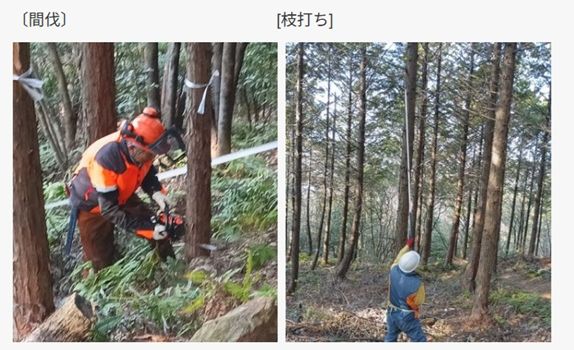 R08_0116_間伐_02