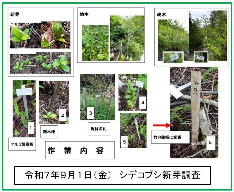 R07_0914_シデコブシ